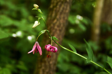 purple flowers of martagon lily on a blurred natural background
