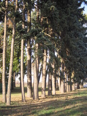 summer landscape green fir trees with bushy paws and green grass