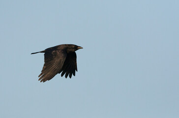Carrion Crow, Corvus corone