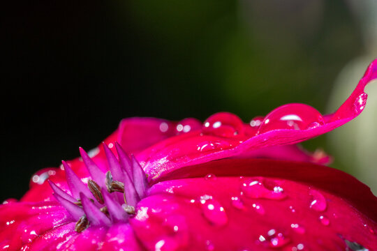 Pink flower Lychnis flos-jovis after the summer rain with drops on the petals, macro.