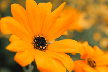 Orange flower