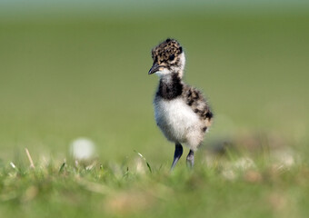 Kievit, Northern Lapwing, Vanellus vanellus