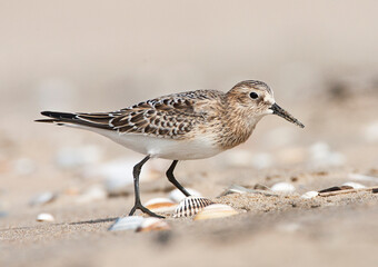 Baird\'s Strandloper, Baird\'s Sandpiper, Calidris bairdii