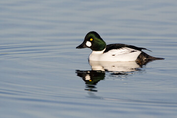 Brilduiker, Common Goldeneye, Bucephala clangula