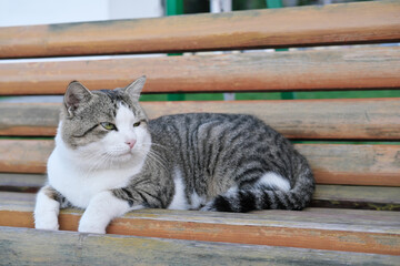homeless old cat lying on a bench in public park. cute cat with damaged eye. pet adoption and vet clinic concept