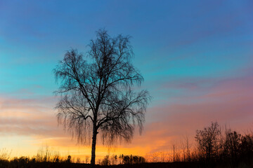 Fototapeta na wymiar bare birch tree on beautiful multi colored evening sky