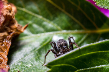 Spider on the pink flower dahlia after rain, drops on petals, macro.