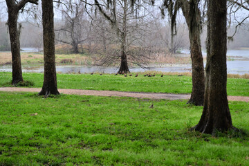 Birds are sitting on the ground in Brazos Bend State Park, Needville, Texas
