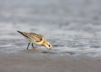 Sanderling, Drieteenstrandloper, Calidris alba