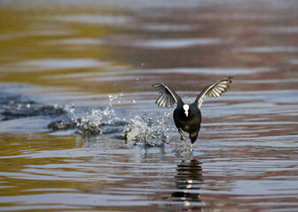 Meerkoet, Eurasian Coot, Fulica atra