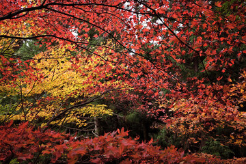 山の紅葉