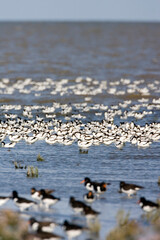 Kluut, Pied Avocet, Recurvirostra avosetta