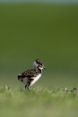 Kievit, Northern Lapwing, Vanellus vanellus