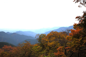 Fototapeta premium 奥多摩の紅葉