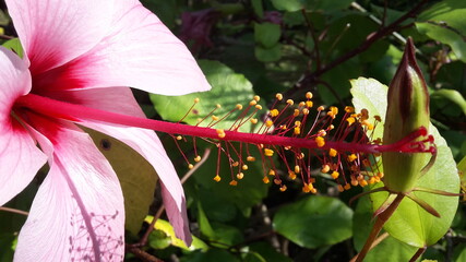 Staubgefässe einer Hibiskusblüte