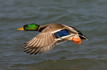 Wilde Eend, Mallard, Anas platyrhynchos