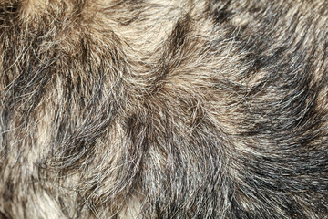 Close up skin hair gray dog for animal texture background