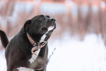 A large mixed-breed Sheepdog stares off to the side against a winter backdrop. Copy space. The...