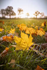 Obraz premium Sonniger Herbsttag