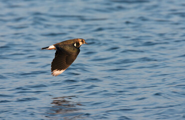 Northern Lapwing, Vanellus vanellus
