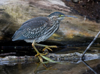 Green Heron, Groene Reiger, Butorides virescens