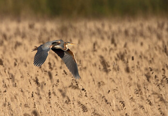 Purple Heron, Purperreiger, Ardea purpurea