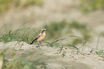 Desert Wheatear, Oenanthe deserti