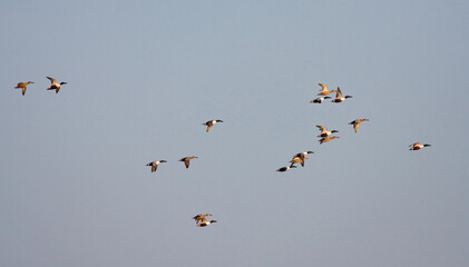 Northern Shoveler, Slobeend, Anas clypeata