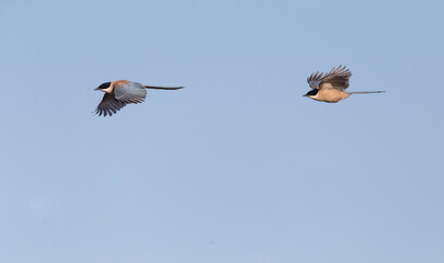 Iberian Magpie, Cyanopica cooki