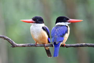Beautiful Nature with pair of birds sitting on same branch in sweet moment
