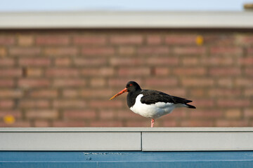 Scholekster, Eurasian Oystercatcher, Himantopus ostralegus