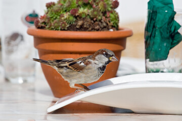 Huismus, House Sparrow, Passer domesticus