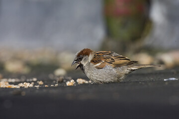 House Sparrow, Huismus, Passer domesticus