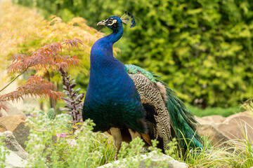 beautiful peacock with luxurious plumage in profile