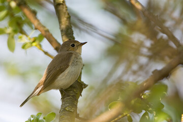 Red-breasted Flycatcher, Kleine Vliegenvanger, Ficedula parva