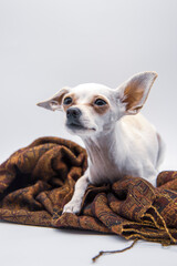 A small white dog with big ears and sad eyes, lies on a brown patterned scarf on a white background.