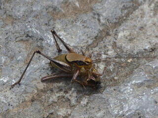 cannibal grasshopper