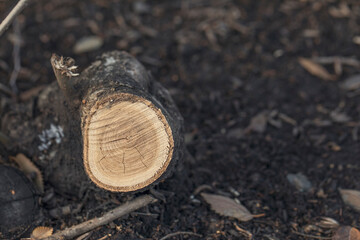 Sawed trees in the city park. Deforestation. Autumn nature photo.
