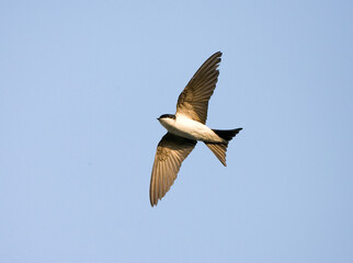 House Martin, Huiszwaluw, Delichon urbicum
