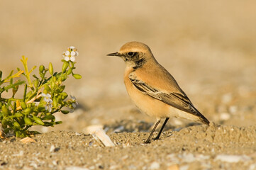 Desert Wheatear, Oenanthe deserti