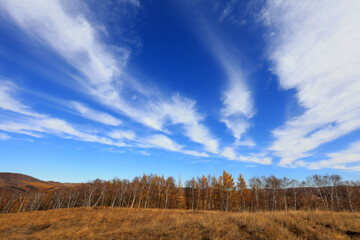 Obraz premium Birch forest under blue sky in huanggangliang Park of Keshiketeng World Geopark, Inner Mongolia