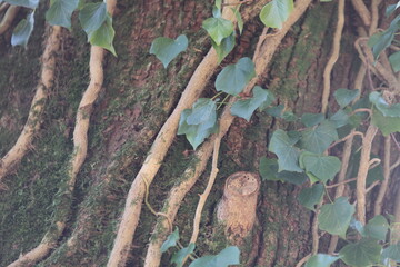 Pflanzenwelt in der Schweizer Landschaft