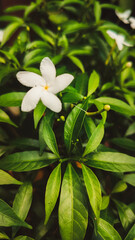 white crepe jasmine flower with green leaves