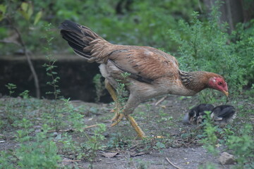 pheasant in the grass