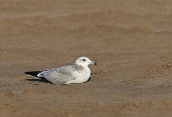 Audouin's Gull, Ichthyaetus audouinii