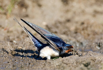Boerenzwaluw, Barn Swallow, Hirundo rustica