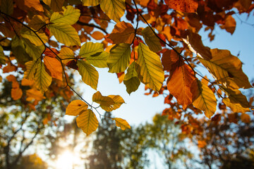 Fototapeta na wymiar Closeup of colorful autumn leaves on tree