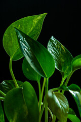 Money plant leaves on a dark background