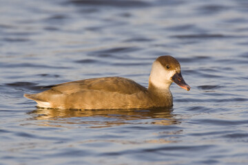 Red-crested Pochard, Krooneend, Netta rufina