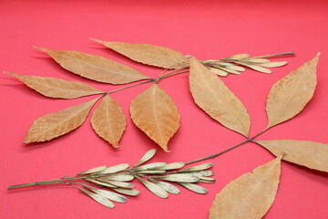 herbarium. autumn leaves on a red background.